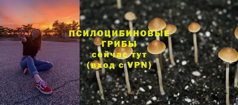 Галлюциногенные грибы MAGIC MUSHROOMS  KRAKEN как войти  Венёв 